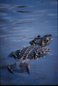 Alligator Photograph