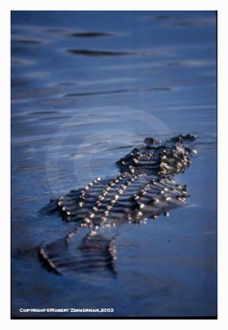 Alligator