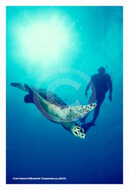 Mammals 6 - Turtle