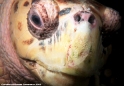 Giant Turtle Photograph