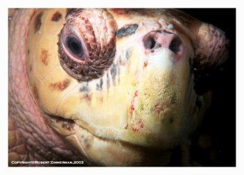 Turtle Photo