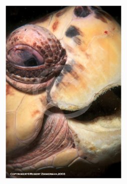 Turtle