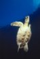 Giant Turtle Photograph