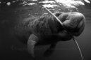 Manatee 1948