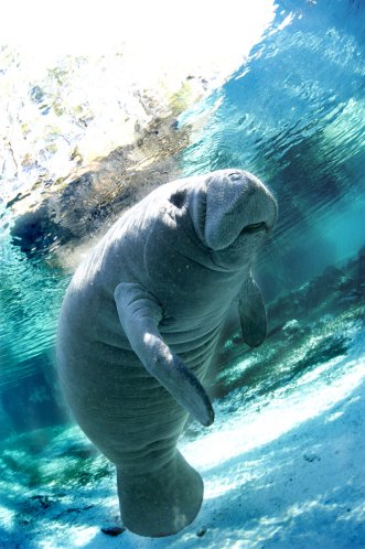 Manatee Art Print