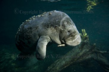 Manatee 2349