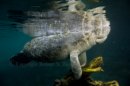 Manatee 2375