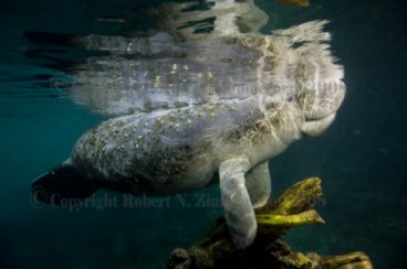Manatee 2375