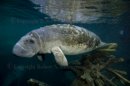 Manatee 2391
