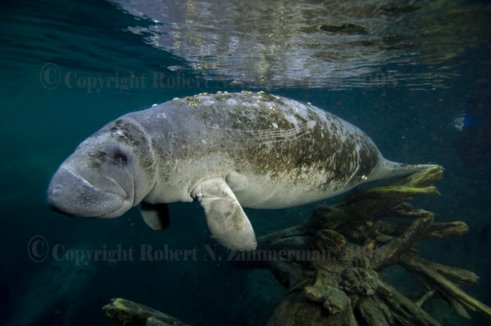 Manatee Print