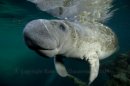 Manatee 2395