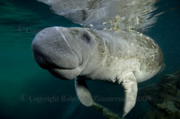 Manatee 2395