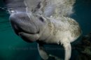 Manatee 2397