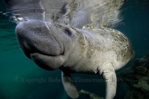 Manatee Print