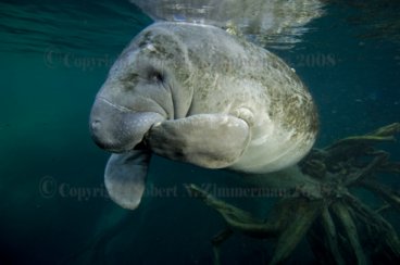 Manatee 2404