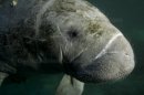 Manatee 2421