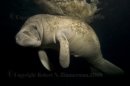 Manatee 2472