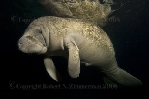 Manatee Print