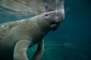 Manatee 2520