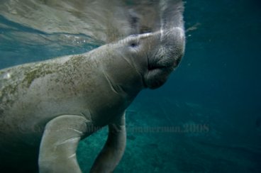 Manatee 2520