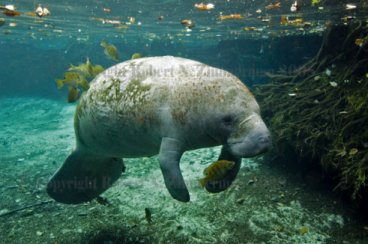 Manatee 2569