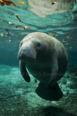 Manatee 2580