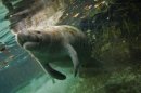 Manatee 2594