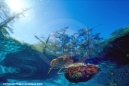 Underwater Photography