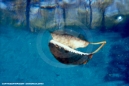 Underwater Photography