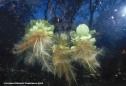 Underwater Photography