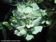 Underwater Photography