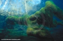 Underwater Photography