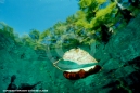 Underwater Photography