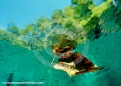 Underwater Photography