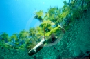 Underwater Photography
