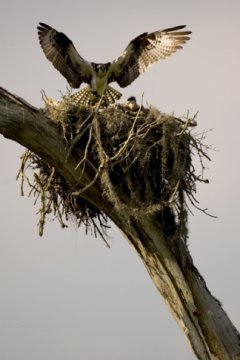 Osprey