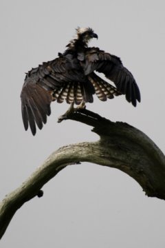 Osprey