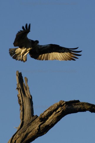 Osprey