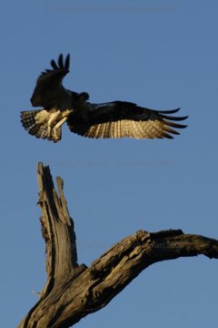 Osprey