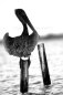 Pelican