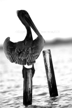 Pelican