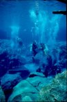 Cypress Springs Underwater Photography