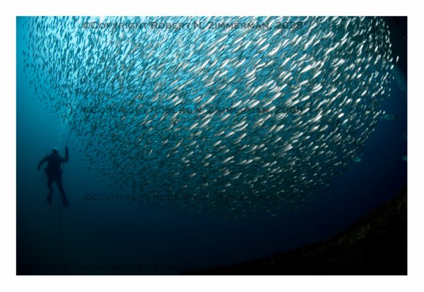 Underwater World 12 Art Print