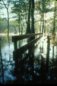'Walking on Water' at Ginnie Springs, Florida