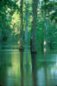 Off the Suwanee River, Florida 