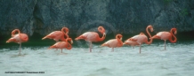 Tropics Photo - Pink Flamingoes