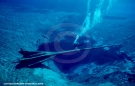 Morrison Springs Underwater