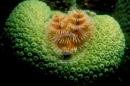 Underwater Photography - Tropics