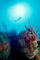Underwater Photography - Tropics