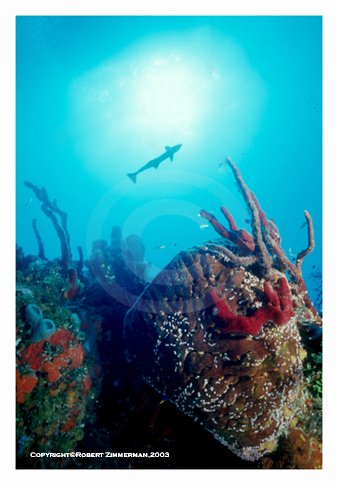 Underwater World 11 Art Print